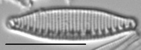 Nitzschia alpina LM5