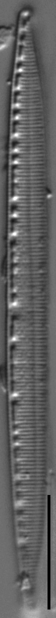 Nitzschia lacunicola LM1