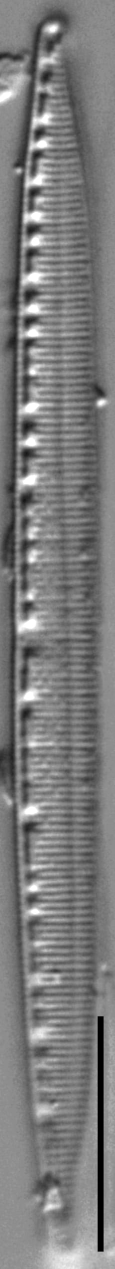 Nitzschia lacunicola LM1