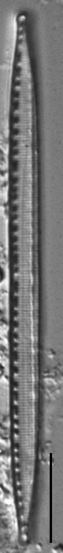 Nitzschia lacunicola LM2