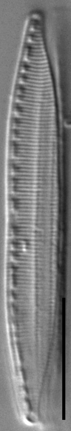 Nitzschia lacunicola LM7