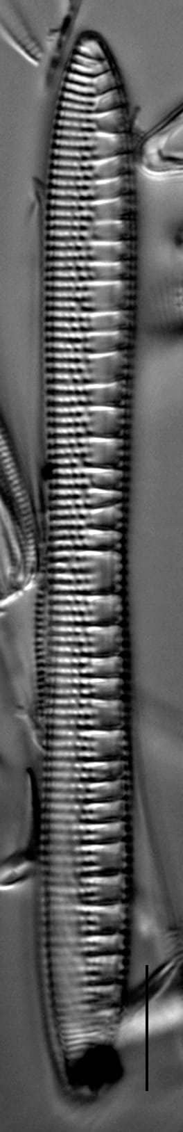 Nitzschia serpentiraphe LM5