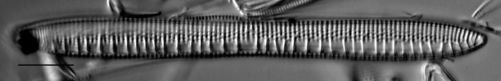 Nitzschia serpentiraphe LM5