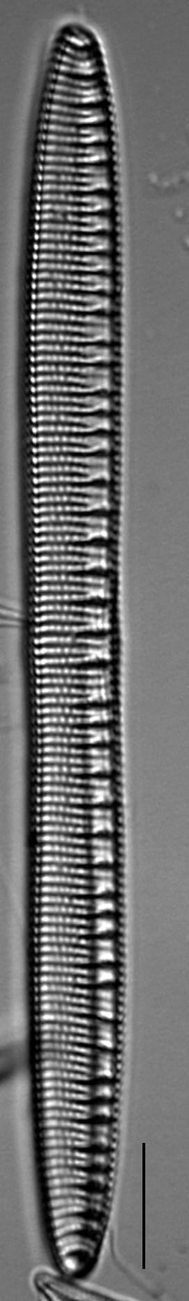 Nitzschia serpentiraphe LM4