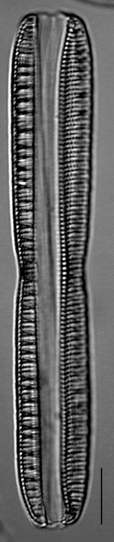 Nitzschia serpentiraphe LM3