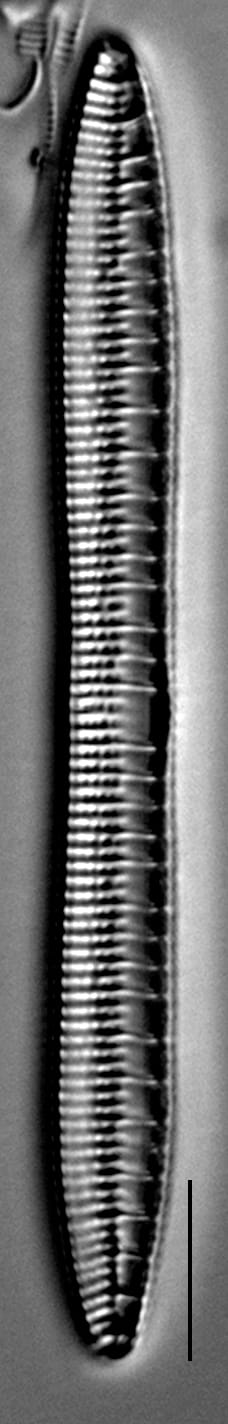 Nitzschia serpentiraphe LM2