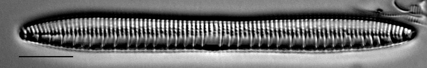 Nitzschia serpentiraphe LM2