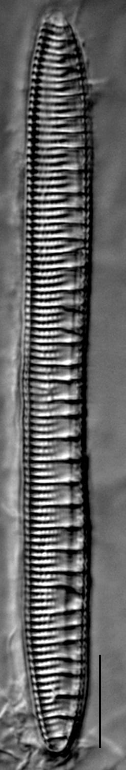 Nitzschia serpentiraphe LM1