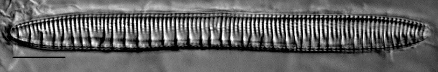 Nitzschia serpentiraphe LM1