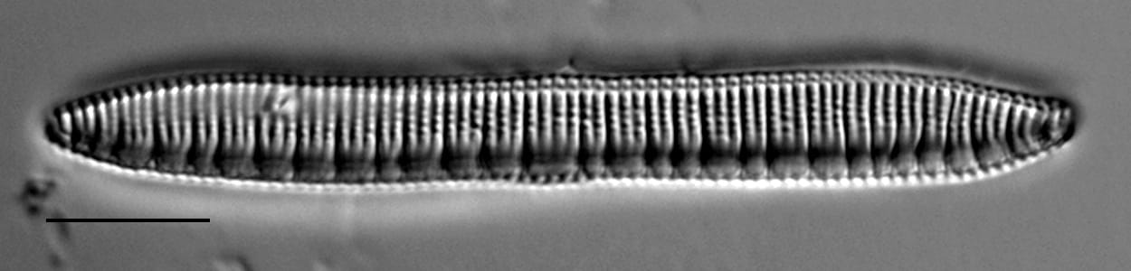 Nitzschia serpentiraphe LM1