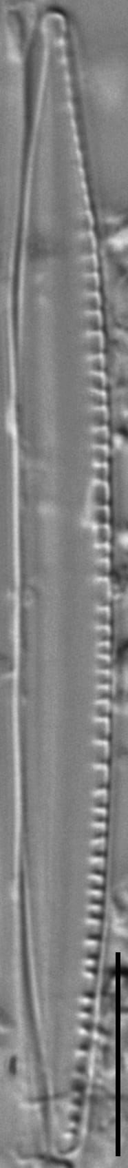 Nitzschia sublinearis LM1