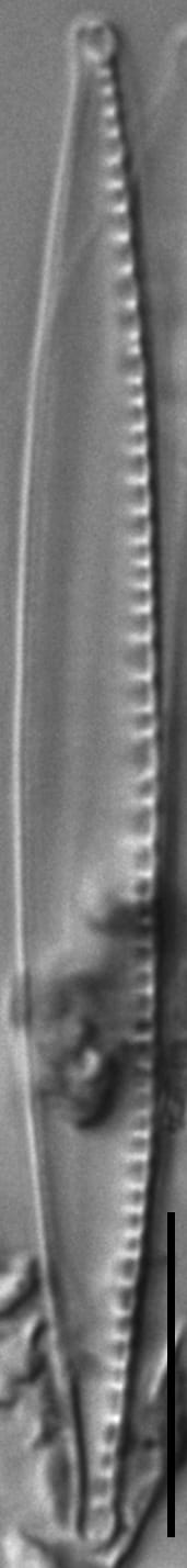 Nitzschia sublinearis LM2