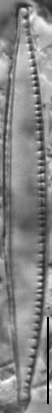 Nitzschia sublinearis LM3