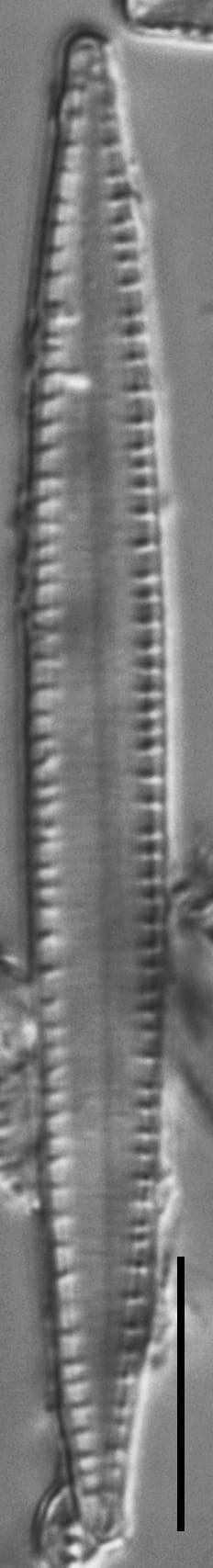 Nitzschia sublinearis LM5