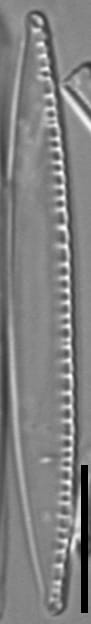 Nitzschia sublinearis LM7