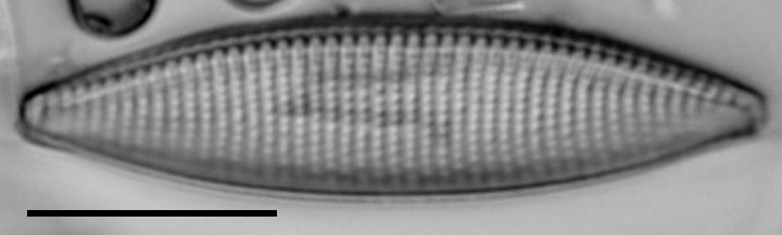 Nitzschia angustata LM11