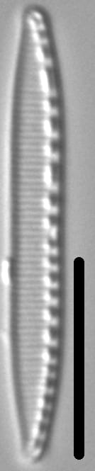 Nitzschia acidoclinata LM7