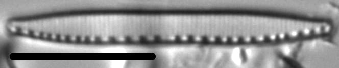 Nitzschia acidoclinata LM1