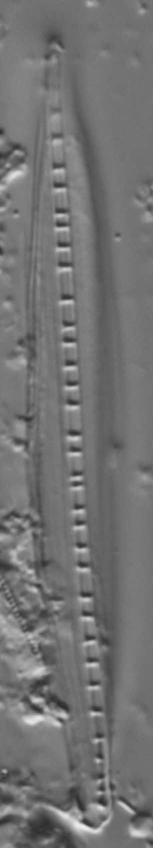 Nitzschia biacrula LM5