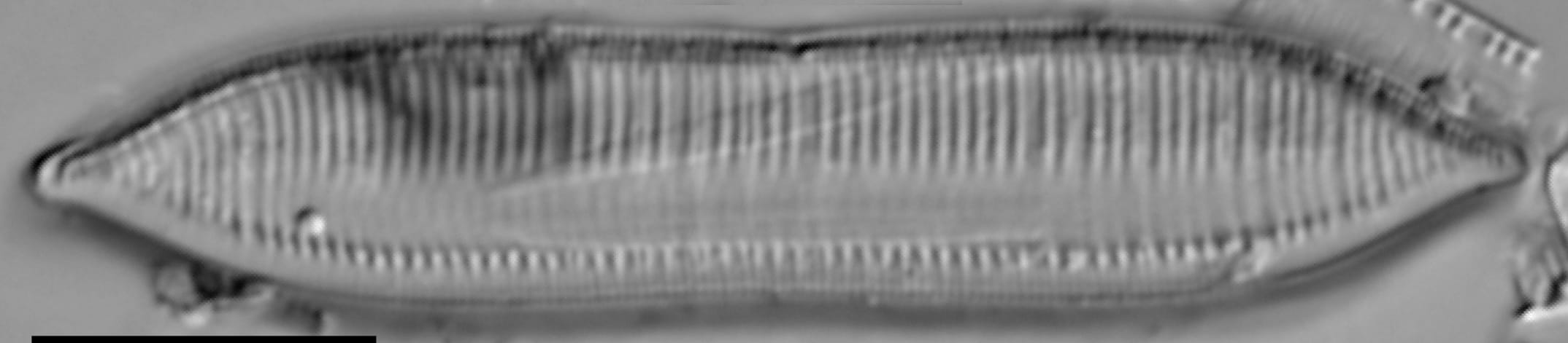 Tryblionella calida LM4