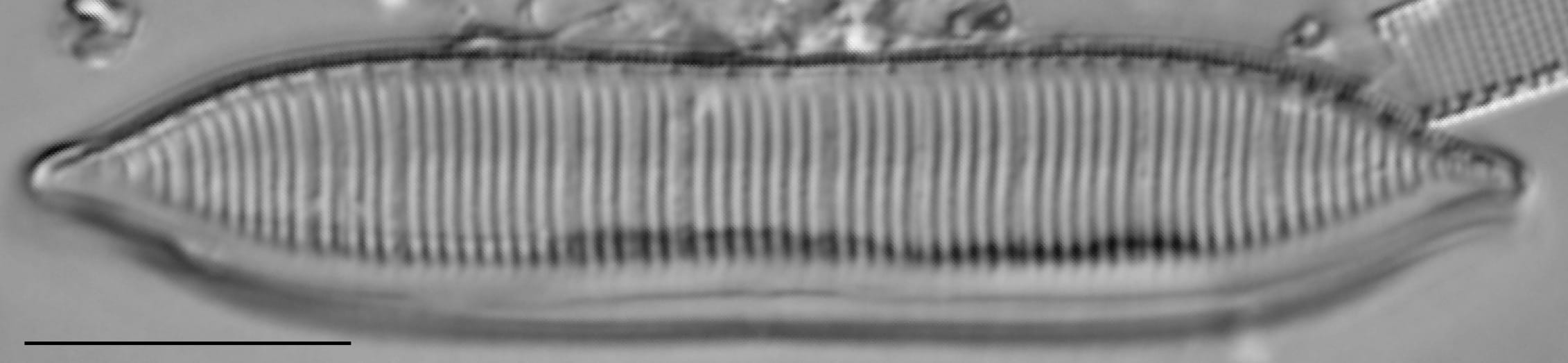 Tryblionella calida LM1