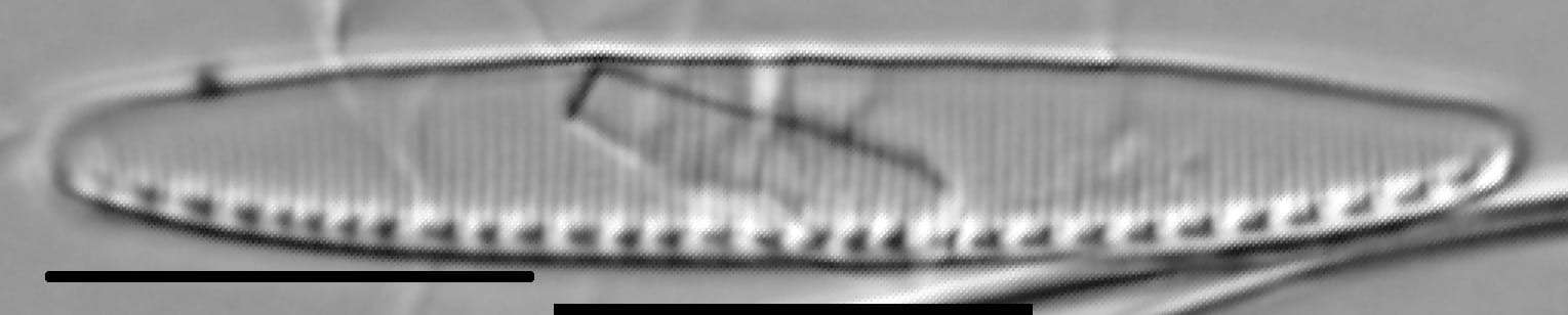Nitzschia communis LM4