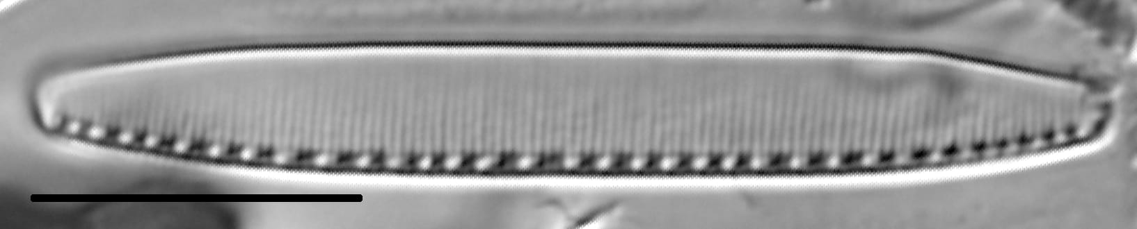 Nitzschia communis LM3