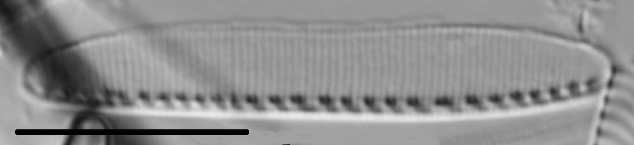 Nitzschia communis LM2