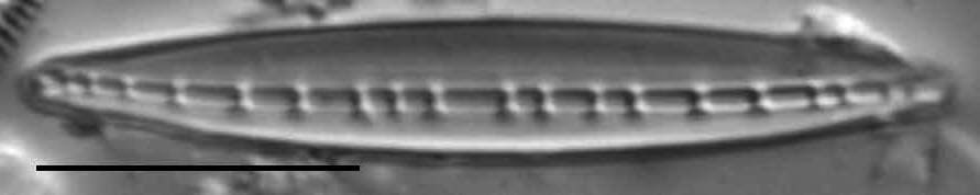 Nitzschia dissipata LM3