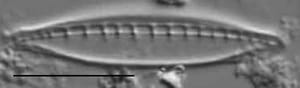 Nitzschia dissipata LM1