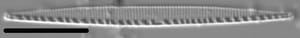Nitzschia incognita LM7