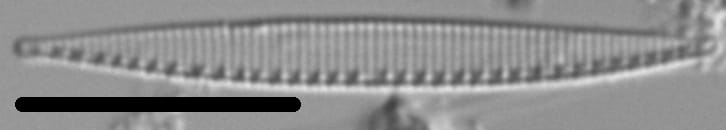 Nitzschia incognita LM6