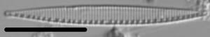 Nitzschia incognita LM6