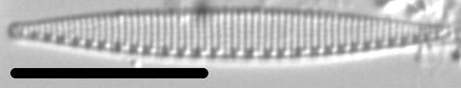 Nitzschia incognita LM3