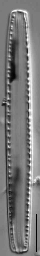 Nitzschia recta LM1