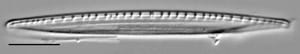 Nitzschia recta LM8