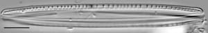 Nitzschia recta LM7