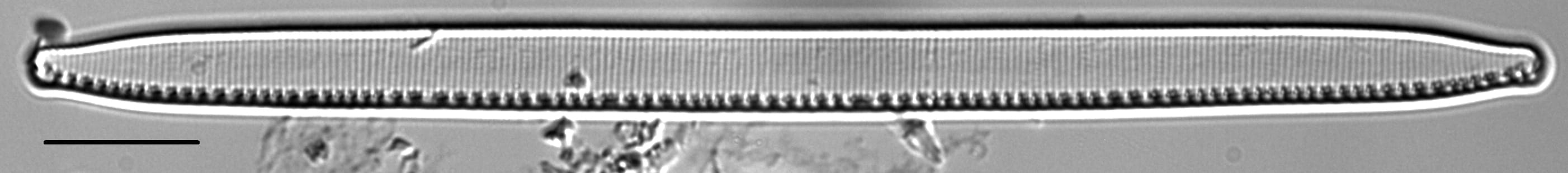 Nitzschia regula var robusta LM3