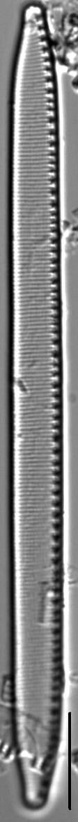 Nitzschia regula var robusta LM2
