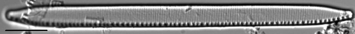 Nitzschia regula var robusta LM2