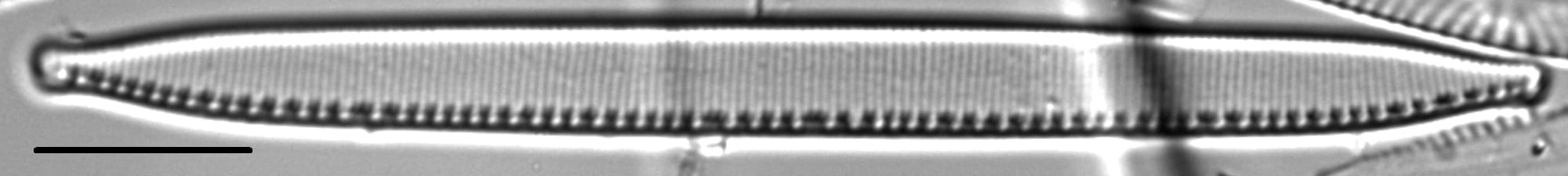 Nitzschia regula var robusta LM1