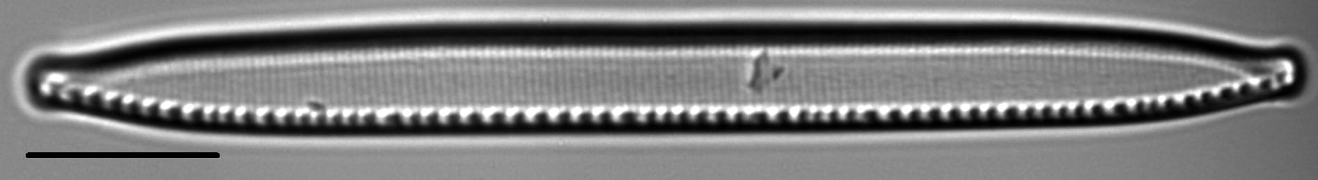 Nitzschia regula var robusta LM5
