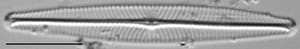 Navicula leptostriata LM6