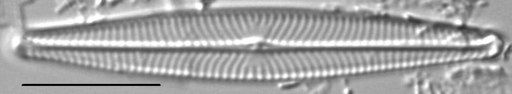 Navicula leptostriata LM5