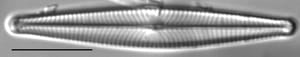 Navicula leptostriata LM4