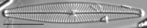 Navicula leptostriata LM3
