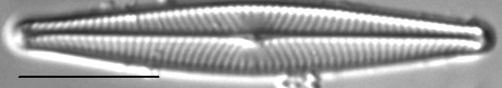Navicula leptostriata LM2