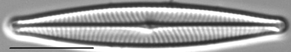 Navicula leptostriata LM1