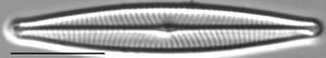 Navicula leptostriata LM1
