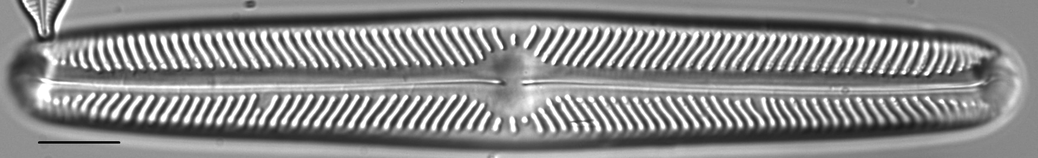 Navicula oblonga LM6